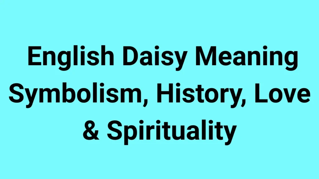 English Daisy Meaning